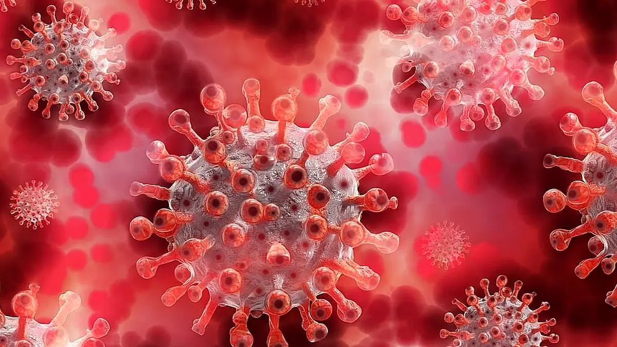 Ilustrasi virus Shamonda yang dilaporkan menginfeksi manusia untuk pertama kalinya di Prancis